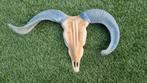 Teak Houten Schedel met Hoorns, Ophalen, Nieuw, Overige soorten, Schedel