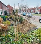 Mooie Sering (paarsbloemig), Tuin en Terras, Ophalen, Lente, Volle zon, Overige soorten