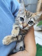 3 zachtaardige, lieve kittens: Ingeent/chip/ontwormd//3,5mnd, Dieren en Toebehoren, Katten en Kittens | Overige Katten, Meerdere dieren