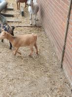 Dwerggeitjes te koop, Dieren en Toebehoren, Vrouwelijk, Geit, 0 tot 2 jaar