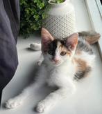 Kittens Laatste gevaccineerde lapjespoes!!, Dieren en Toebehoren, Katten en Kittens | Overige Katten, Poes, 0 tot 2 jaar