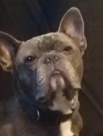Brutus de Franse bulldog, Rabiës (hondsdolheid), Reu, Bulldog, Eén hond