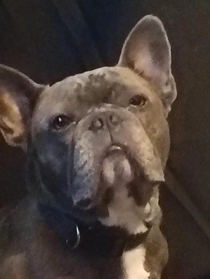 Brutus de Franse bulldog, Dieren en Toebehoren, Honden | Bulldogs, Pinschers en Molossers, Reu, Bulldog, Particulier, Eén hond