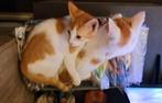 2 rood witte katertjes zoeken goed huisje, Dieren en Toebehoren, Katten en Kittens | Overige Katten, Kater