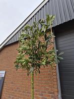 Lei laurier prunus laurier leiboom leibome lei portugese, Tuin en Terras, Planten | Bomen, Bloeit niet, Leiboom, Halfschaduw, Ophalen of Verzenden