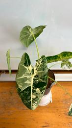 Alocasia frydek variegata nr1, Huis en Inrichting, Kamerplanten, Ophalen of Verzenden