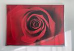 Schilderij rode roos, Ophalen of Verzenden