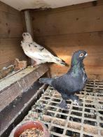 Te koop, Dieren en Toebehoren, Vogels | Duiven, Mannelijk, Postduif