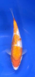 Ginrin Kohaku, Karper of Koi
