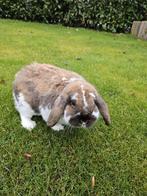 3 Dwerg Hangoor konijnen TEAB af te halen incl. hok, Dieren en Toebehoren, Mannelijk, Dwerg, Hangoor, 0 tot 2 jaar