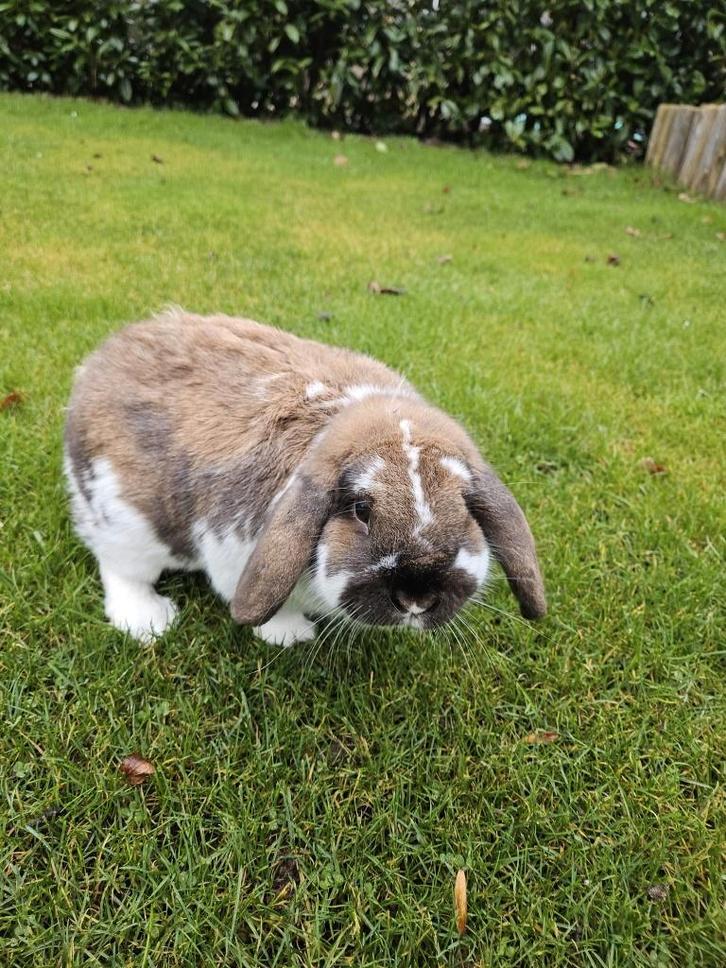 3 Dwerg Hangoor konijnen TEAB af te halen incl. hok, Dieren en Toebehoren, Konijnen, Dwerg, Mannelijk, 0 tot 2 jaar, Hangoor