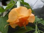 Brugmansia  sb laura de martine, Volle zon, Vaste plant, Zomer, Ophalen