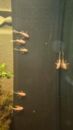 L144 longfin shortfin algeneter albino, Dieren en Toebehoren