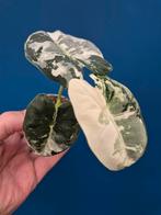 Alocasia Frydek Variegata p6 (6)