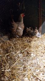 Grote krielkip met kuikens, Meerdere dieren, Kip