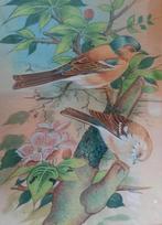 Brocante schilderij vogels aquarel? vogeltjes lijst glas, Ophalen of Verzenden