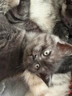 Britse Korthaar Black Smoke poesjes – geboren 14-11-2025, Poes, Ontwormd