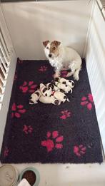 Ruwharige Jack Russel pups te koop, Dieren en Toebehoren, Jack Russell Terriër, Reu, CDV (hondenziekte), 8 tot 15 weken