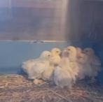 Conchin en zijdehoenders kuikens, Dieren en Toebehoren, Pluimvee, Meerdere dieren, Kip