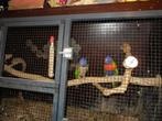 Lori's van de blauwe bergen koppel., Dieren en Toebehoren, Vogels | Parkieten en Papegaaien, Mannelijk, Papegaai, Geringd