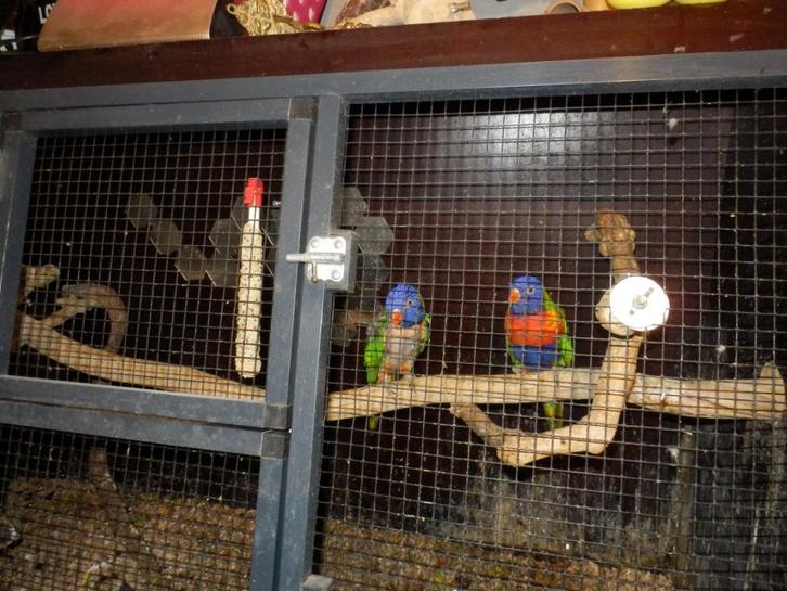 Lori's van de blauwe bergen koppel., Dieren en Toebehoren, Vogels | Parkieten en Papegaaien, Papegaai, Mannelijk, Geringd