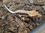 Wimpergekko
Correlophus ciliatus man lily white, Hagedis
