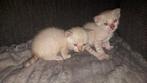Bengaal kittens, snow spotted, Dieren en Toebehoren, Katten en Kittens | Raskatten | Korthaar, Meerdere dieren, Gechipt