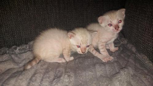 Bengaal kittens, snow spotted, Dieren en Toebehoren, Katten en Kittens | Raskatten | Korthaar, Meerdere dieren, Gechipt, Ingeënt