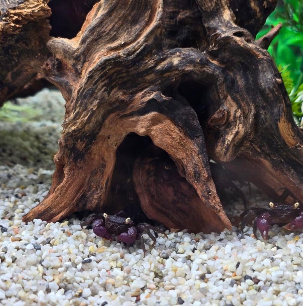 Vampierkrab Dennerli, Juli, Geslacht onbekend