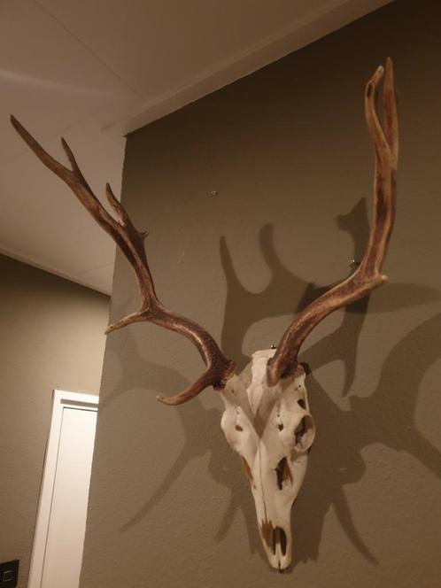 Damhert gewei.  Hert schedel mancave veluwe jachthut, Verzamelen, Dierenverzamelingen, Zo goed als nieuw, Gewei of Kop, Hert, Ophalen of Verzenden