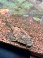 Grote zeilvin pleco te koop, Vis