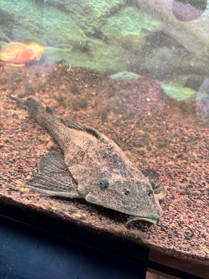 Grote zeilvin pleco te koop, Dieren en Toebehoren, Vissen | Aquariumvissen, Vis