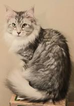 DEKKATER gezocht, (liefst burmaan/ragdoll), Poes