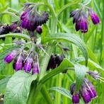 Symphytum officinale(gewone smeerwortel) d.paars vaste plant, Overige soorten, Vaste plant, Ophalen of Verzenden, Volledige schaduw