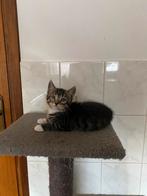 Lieve Boerderijkitten zoekt een warm mandje!, Dieren en Toebehoren, Katten en Kittens | Overige Katten, Poes, Kortharig, 0 tot 2 jaar