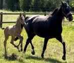 Te koop Valk dressuur hengstveulen, Dieren en Toebehoren, Paarden, Niet van toepassing, Dressuurpaard, 0 tot 2 jaar, Hengst