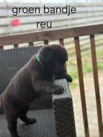 Mama mechelse x Hollandse herder. Papa oud duitse herder, Dieren en Toebehoren, 8 tot 15 weken, Meerdere, Meerdere dieren, Herder