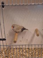 Charcoal bleekrug zebravink pop, Vrouwelijk, Geringd