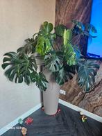 Monstera (gatenplant), Ophalen, Overige soorten, Minder dan 100 cm