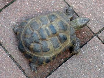 Russische landschildpad (Testudo horsfieldii) beschikbaar voor biedingen