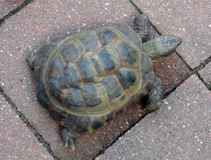 Russische landschildpad (Testudo horsfieldii), Dieren en Toebehoren, Reptielen en Amfibieën, Schildpad, 7 tot 10 jaar