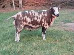 Mooie overjarige zwartbonte dekram, Dieren en Toebehoren, Schapen, Geiten en Varkens, Mannelijk, Schaap, 0 tot 2 jaar