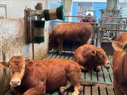 Limousin fokstieren uit Frankrijk te koop, Dieren en Toebehoren, Runderen, Mannelijk