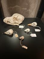 Schedels, Verzamelen, Ophalen of Verzenden