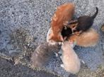 kittens, Dieren en Toebehoren, Katten en Kittens | Raskatten | Korthaar, Meerdere dieren, 0 tot 2 jaar
