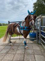 Bruin shetlander tuig, Dieren en Toebehoren, Ophalen of Verzenden, Gebruikt, Overige soorten