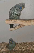 Blackface/Blackwing BFBW koppel, Dieren en Toebehoren, Meerdere dieren, Parkiet, Geringd