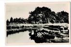 Appelscha, Veenplas, Ophalen of Verzenden, Gelopen, Friesland