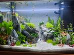Juwel aquarium + sera lights + sunset + wifi module en meer, Dieren en Toebehoren, Vissen | Aquaria en Toebehoren, Ophalen of Verzenden