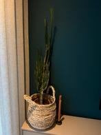 Cactus in grijze pot, Ophalen, 100 tot 150 cm, Halfschaduw, Groene kamerplant